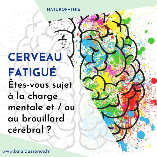 Montage avec une image d'un cerveau avec ses 2 hémisphères illustrant la fatigue du cerveau par les concepts de charge mentale et brouillard cérébral.